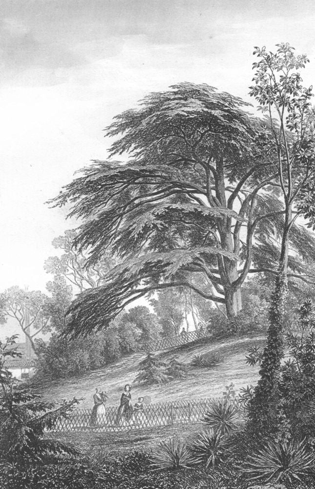 BOTANICALS. Cédre Cedrus (Abiétinées)  1852 old antique vintage print picture